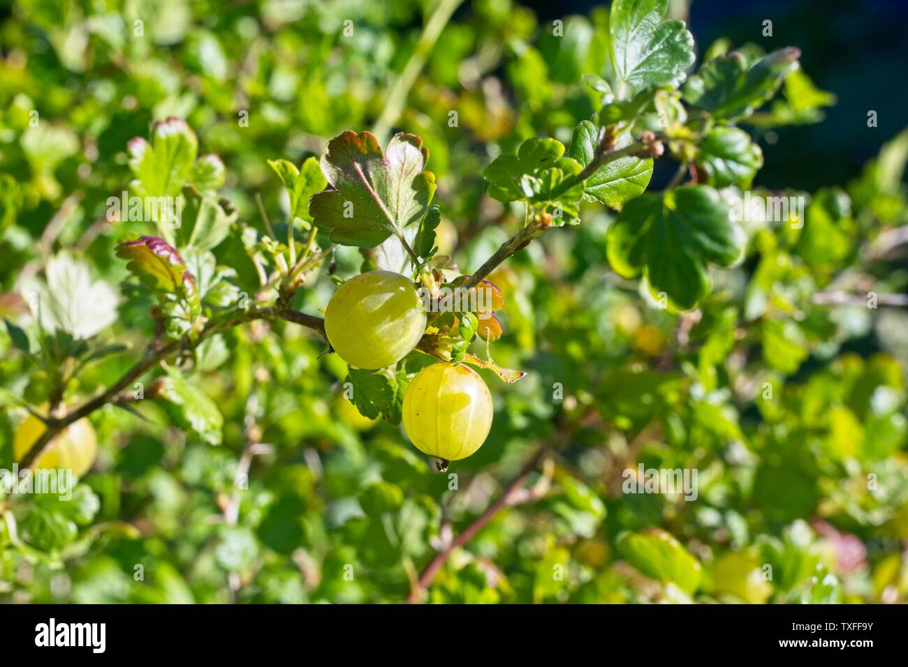 Gooseberry bush' Ribes uva-Crispa Hinnonmaki gelb" wachsen in einem Englischen Garten, Juni, Großbritannien Stockfoto