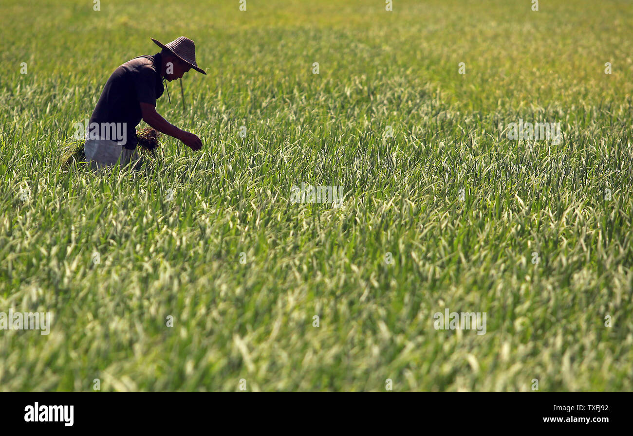 Ein chinesischer Bauer holt etwas Reis pflanzen in einem Feld im Beihai, einer Küstenstadt im Süden der Provinz Guangxi, China am 5. September 2014. Obwohl China rasch seine Wirtschaft durch internationalen Handel gestärkt hat, es ist noch immer ein Entwicklungsland aufgrund der Tatsache, dass die Mehrheit der Chinesen haben einen niedrigeren Lebensstandard als die entwickelten Länder. UPI/Stephen Rasierer Stockfoto