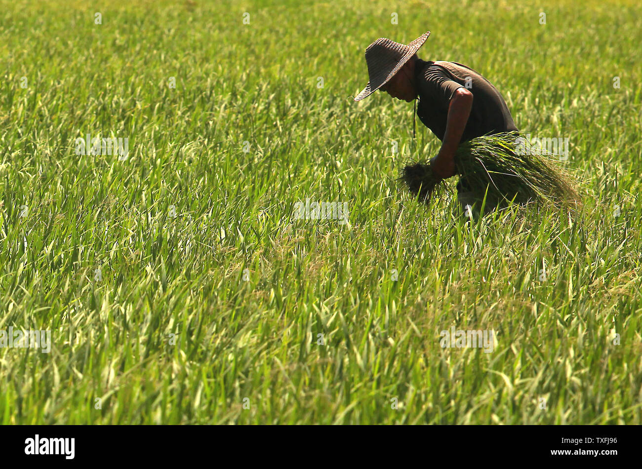 Ein chinesischer Bauer holt etwas Reis pflanzen in einem Feld im Beihai, einer Küstenstadt im Süden der Provinz Guangxi, China am 5. September 2014. Obwohl China rasch seine Wirtschaft durch internationalen Handel gestärkt hat, es ist noch immer ein Entwicklungsland aufgrund der Tatsache, dass die Mehrheit der Chinesen haben einen niedrigeren Lebensstandard als die entwickelten Länder. UPI/Stephen Rasierer Stockfoto