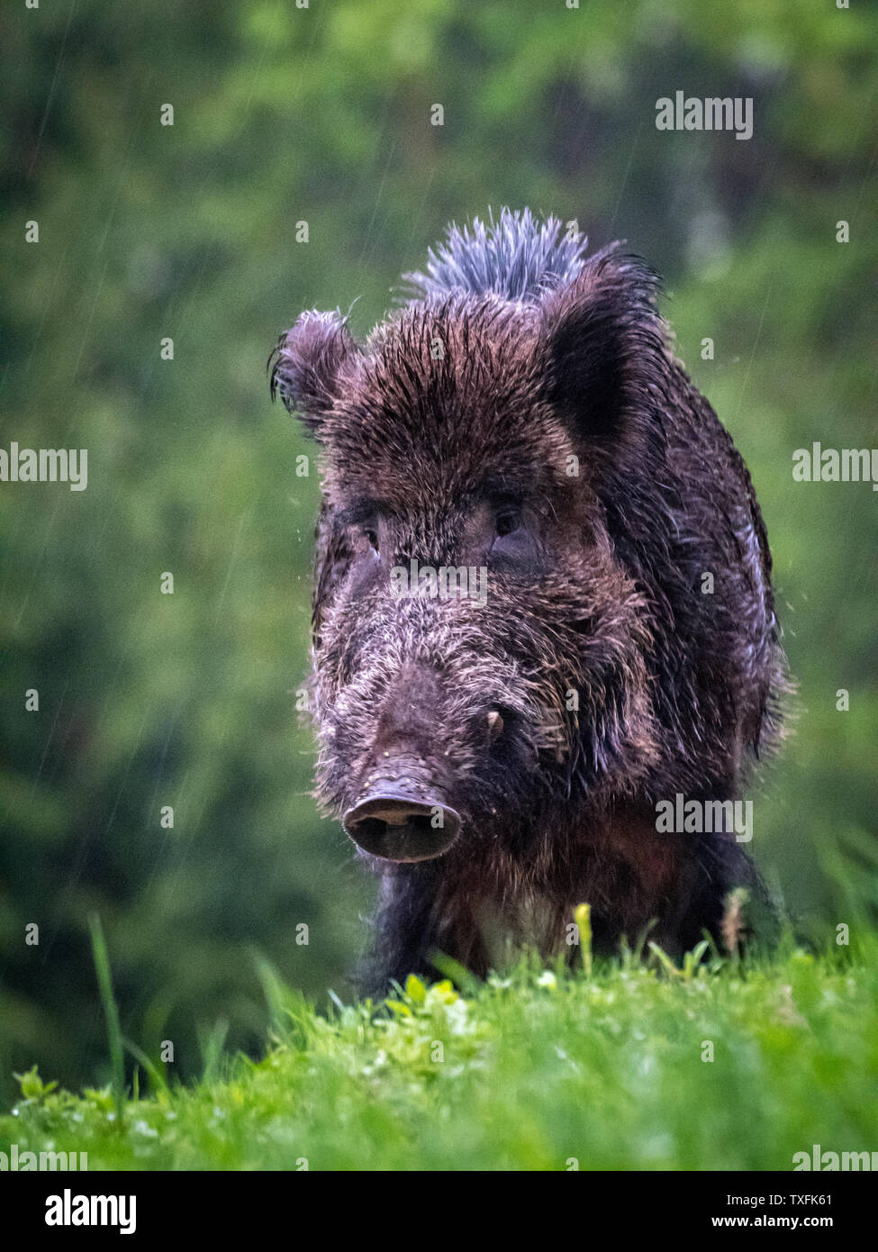 Nahaufnahme eines isolierten haarige wilde Bohrung in den Wald im Winter Regen - Rumänien Stockfoto