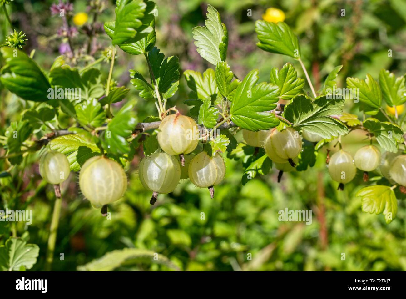 Gooseberry bush Ribes uva-Crispa 'Invicta' wächst in einem Englischen Garten, Juni, Großbritannien Stockfoto