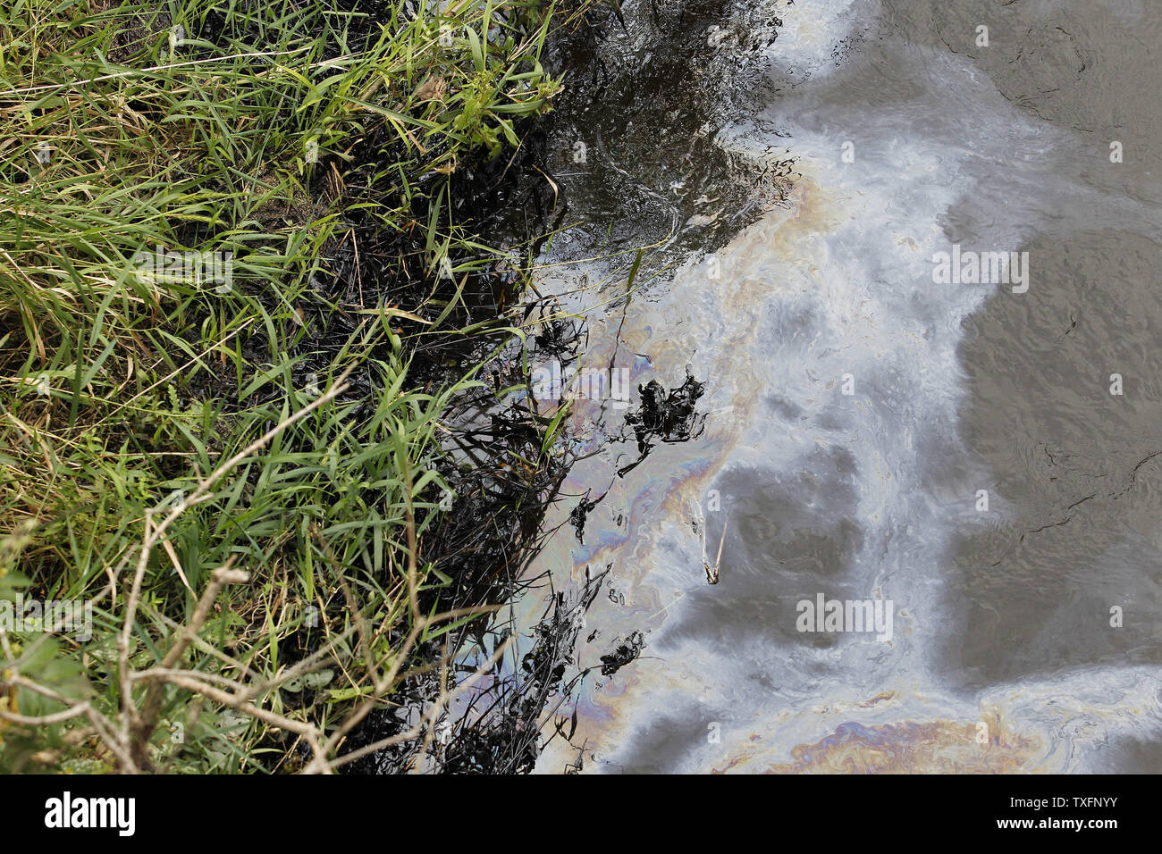 Öl Bürsten an den Ufern der Kalamazoo River in der Nähe von Battle Creek, Michigan am 30. Juli 2010. Ein 30-Zoll - Durchmesser Pipeline irgendwann zwischen Sonntag Abend und Montag Morgen gebrochen, senden zwischen 800.000 und 1 Millionen Liter Öl in der Nähe Talmadge Creek und die Kalamazoo River. UPI/Brian Kersey Stockfoto