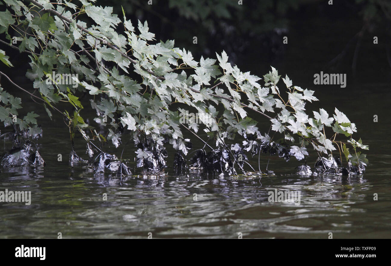 Öl beschichtet die Blätter einer niedrig hängender Baum in der Nähe der Ufer der Kalamazoo River in der Nähe von Battle Creek, Michigan am 30. Juli 2010. Ein 30-Zoll - Durchmesser Pipeline irgendwann zwischen Sonntag Abend und Montag Morgen gebrochen, senden zwischen 800.000 und 1 Millionen Liter Öl in der Nähe Talmadge Creek und die Kalamazoo River. UPI/Brian Kersey Stockfoto