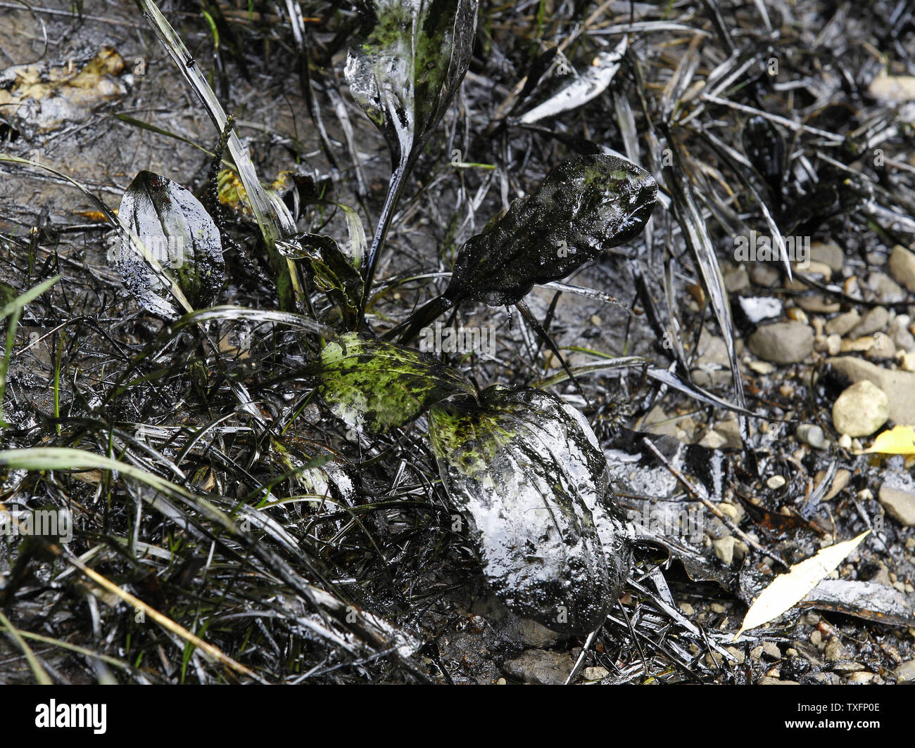 Öl Mäntel eine Anlage in der Nähe der Ufer der Kalamazoo River in der Nähe von Battle Creek, Michigan am 30. Juli 2010. Ein 30-Zoll - Durchmesser Pipeline irgendwann zwischen Sonntag Abend und Montag Morgen gebrochen, senden zwischen 800.000 und 1 Millionen Liter Öl in der Nähe Talmadge Creek und die Kalamazoo River. UPI/Brian Kersey Stockfoto