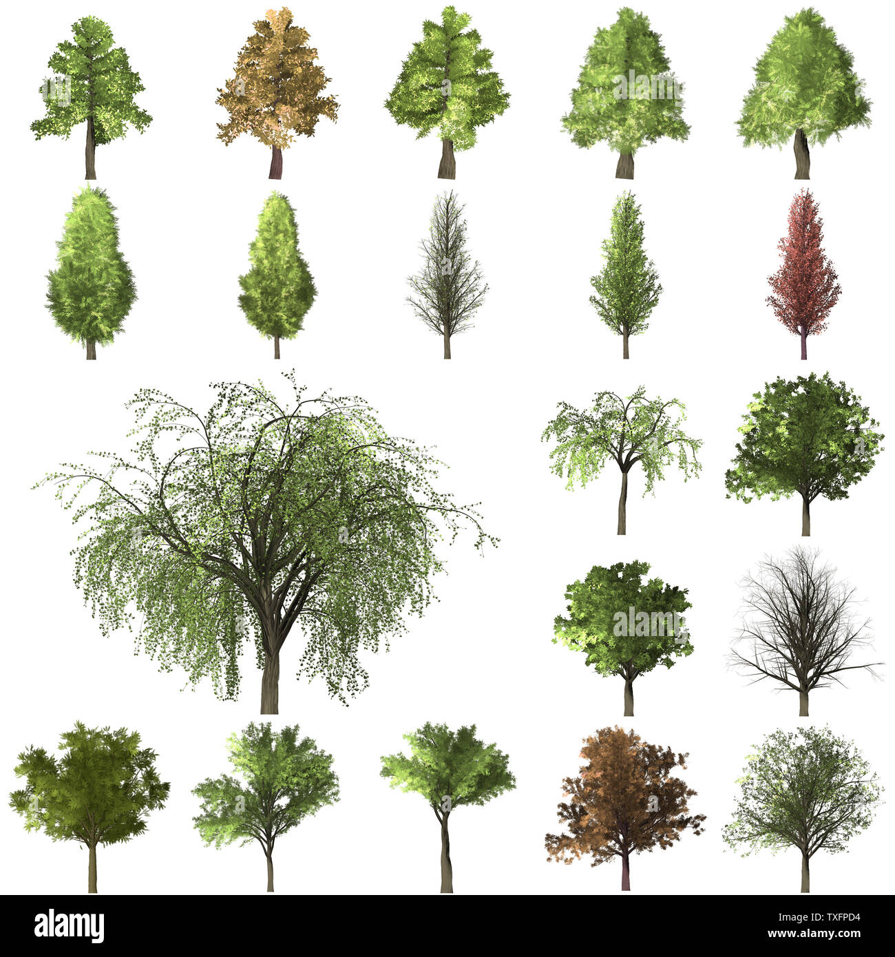 Grüne Wald Baum Hintergrund. set Abbildung Baum. Hintergrund weiß zu isolieren. Natur und Gärten Design. Stockfoto