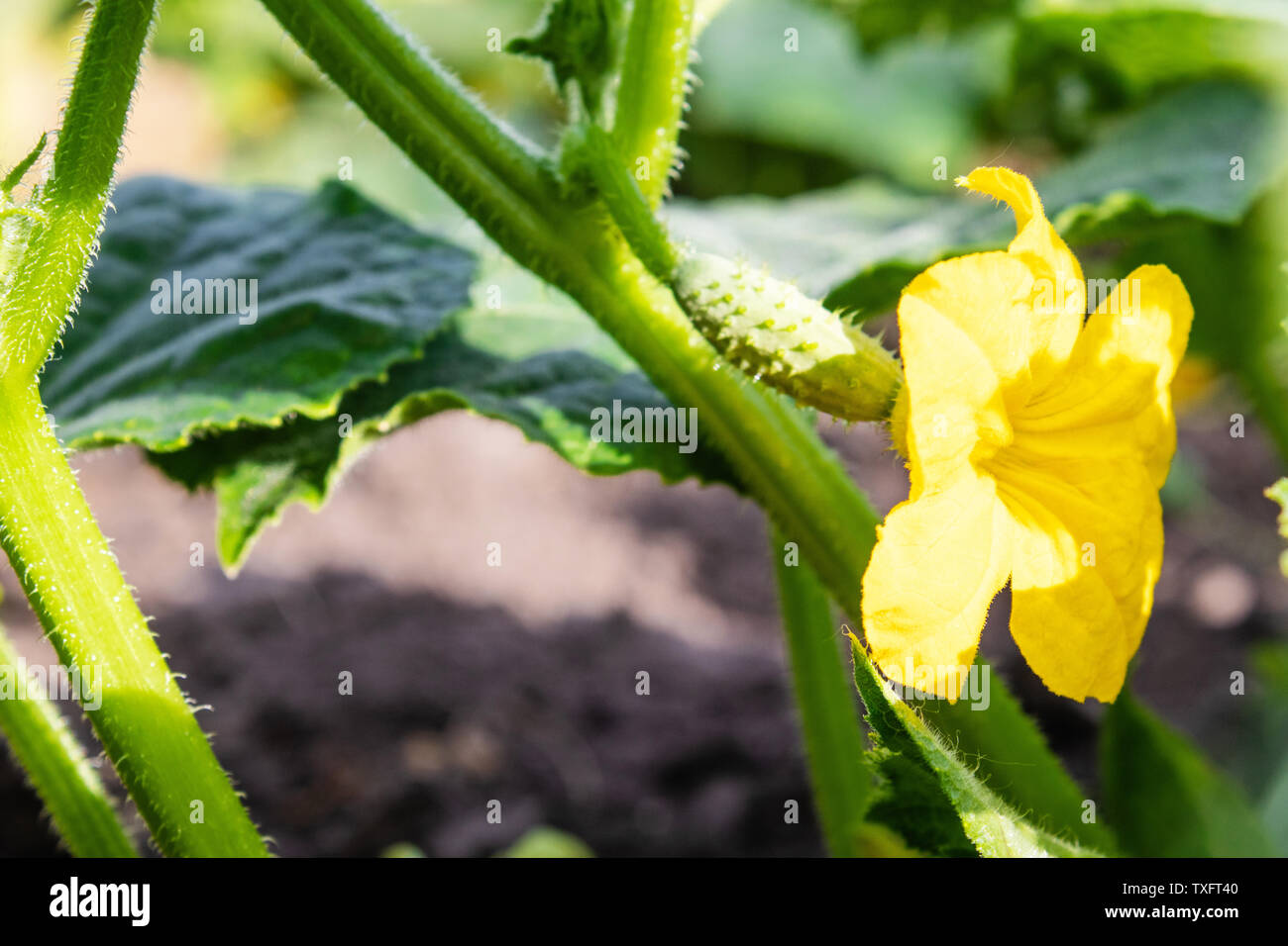 Blüte Gurken im Garten, schöne kleine gelbe Blumen aus Gemüse. Gurke Blütenstand. Gartenbau Stockfoto