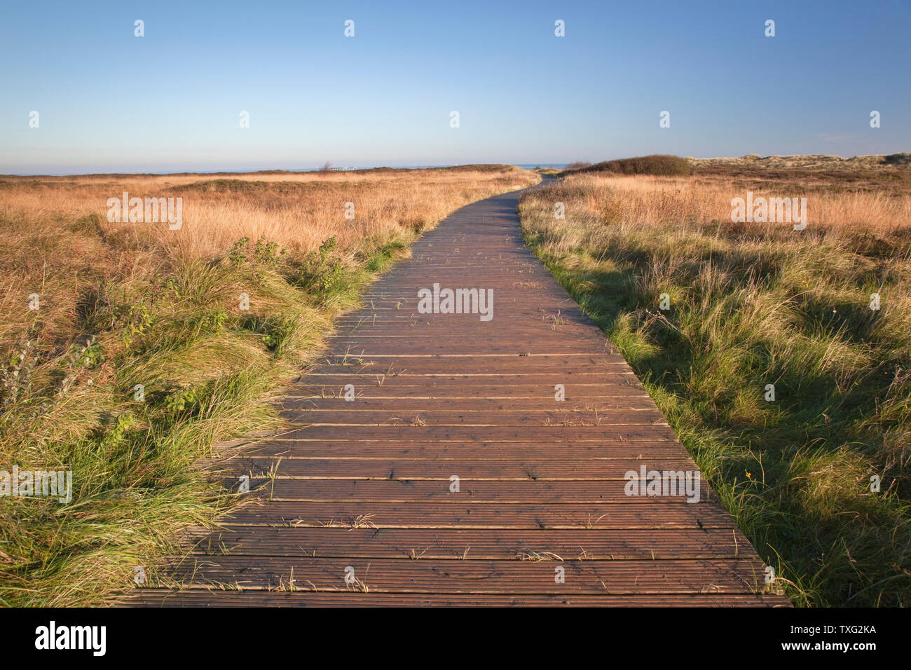 Geographie / Reisen, Deutschland, Schleswig-Holstein, Weg über die Heide zu den Schlammfl bei Morsum, Additional-Rights-Clearance-Info-not-available Stockfoto