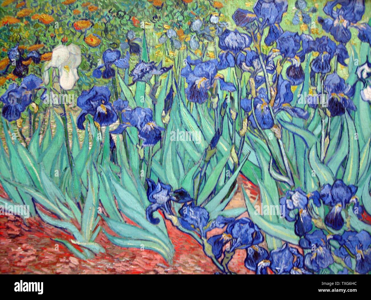 Vincent Van Gogh holländischen Schule Iris 1889 Öl auf Leinwand (74,3 x 94,3 cm) Los Angeles, J. Paul Getty Museum Stockfoto