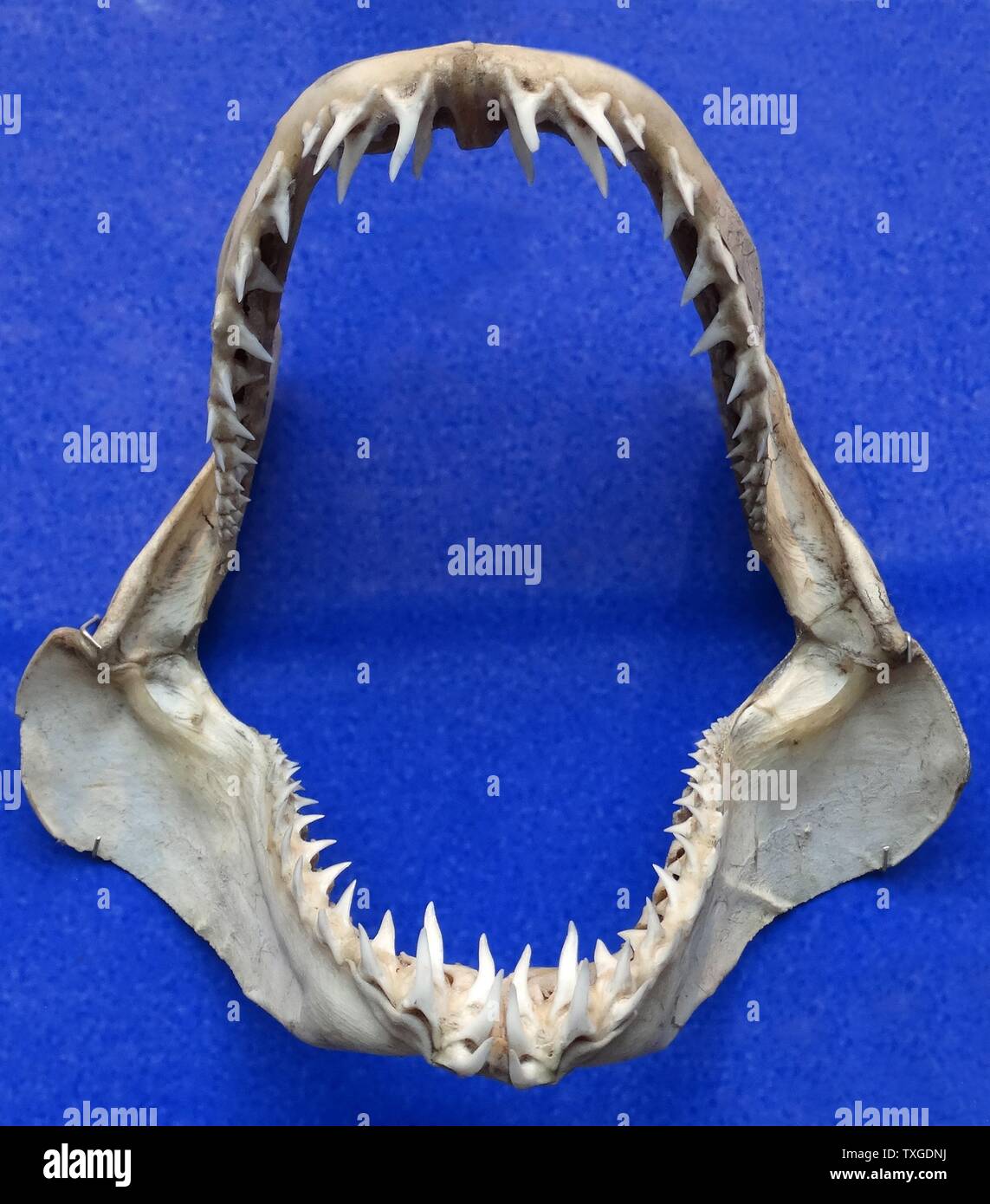 Kiefer von Isurus Oxyrinchus (Shortfin Mako Shark) Isurus Oxyrinchus ist ein große Makrelen Hai. Es gekennzeichnet allgemein als der Mako-Hai zusammen mit der Longfin Mako Hai. Datiert 1810 Stockfoto
