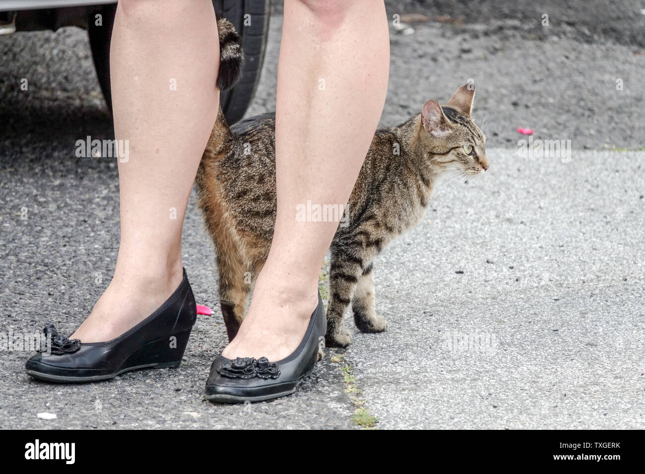 Katze berührt die Füße der Frau Beine Stockfoto