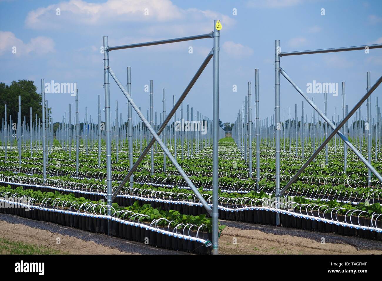 Gewächshausbau mit unzähligen Metall Stangen für wachsende Stachelbeeren Pflanzen - Niederlande, Venlo, Limburg öffnen Stockfoto