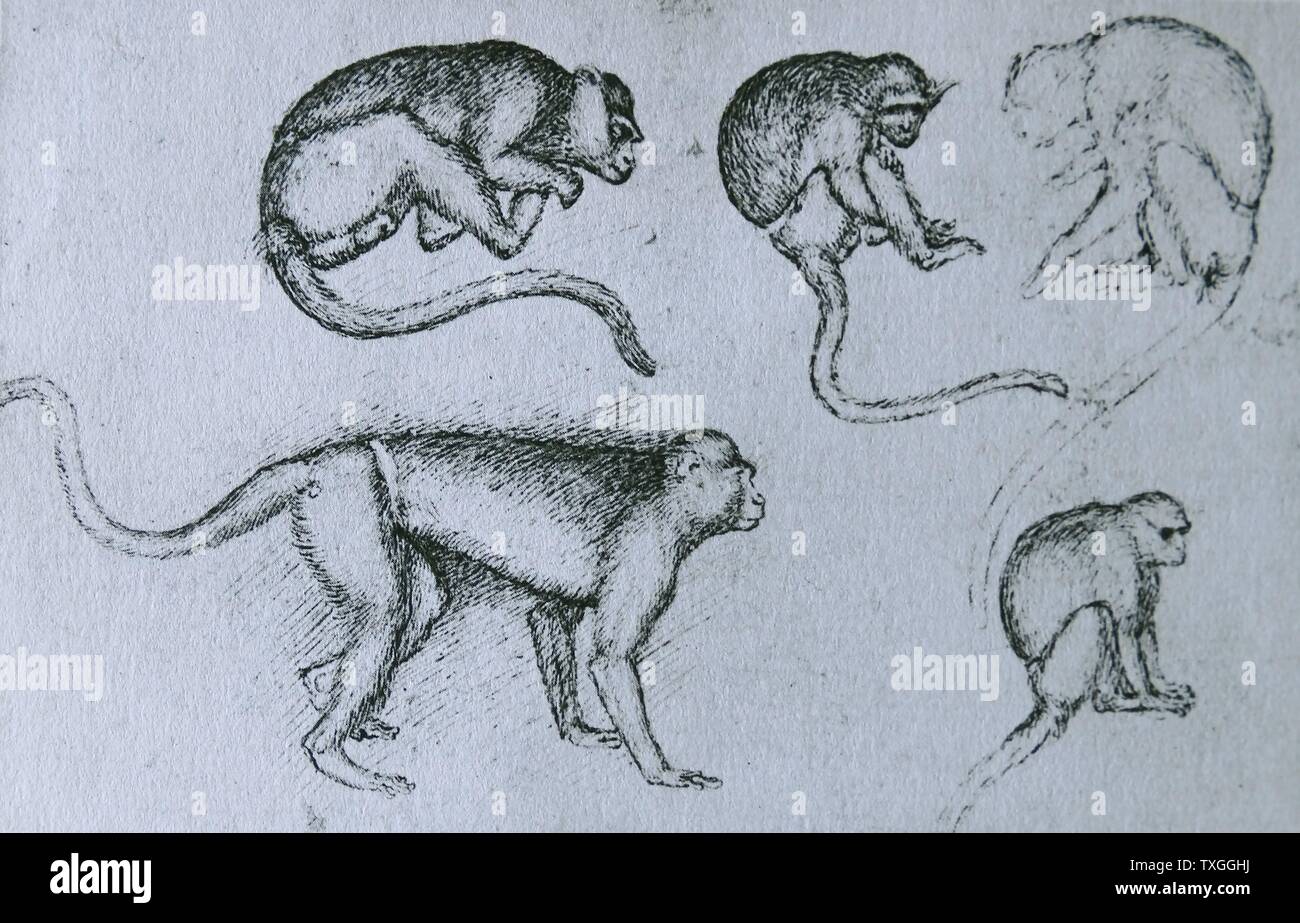 Federzeichnung auf Affen von Pisanello (1395-1455) Maler der italienischen Frührenaissance und Quattrocento. Vom 15. Jahrhundert Stockfoto