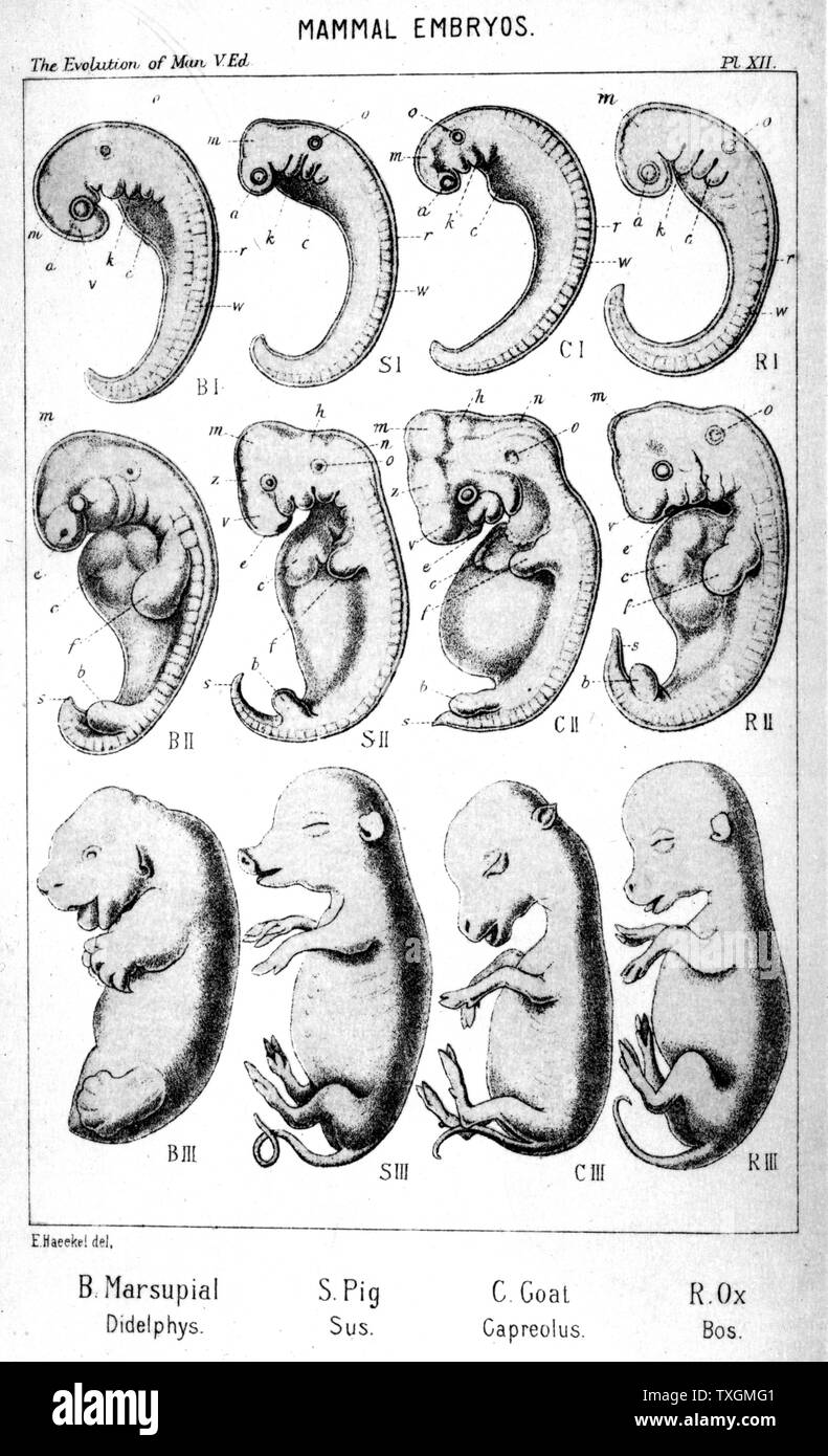Säugetier Embryonen von Ernst Haeckel "Die Evolution des Menschen", fünfte Auflage, London, 1910 Stockfoto