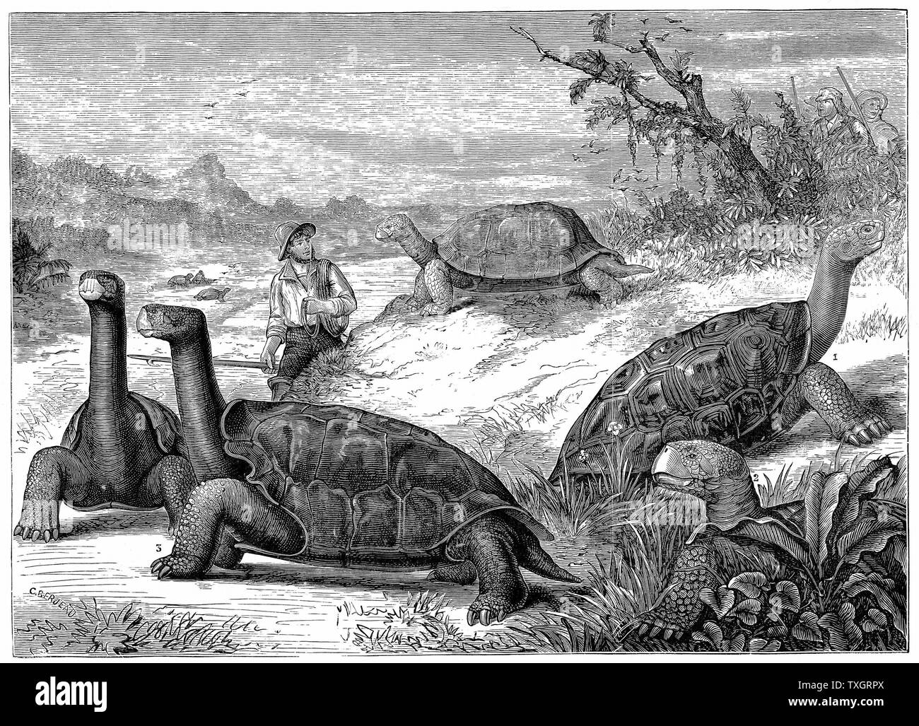 Riesige Land Schildkröten der Galapagos Inseln. Darwin's Studie über die Fauna der Inseln trug zu seiner Theorie der Evolution 1884 Holzstich Stockfoto