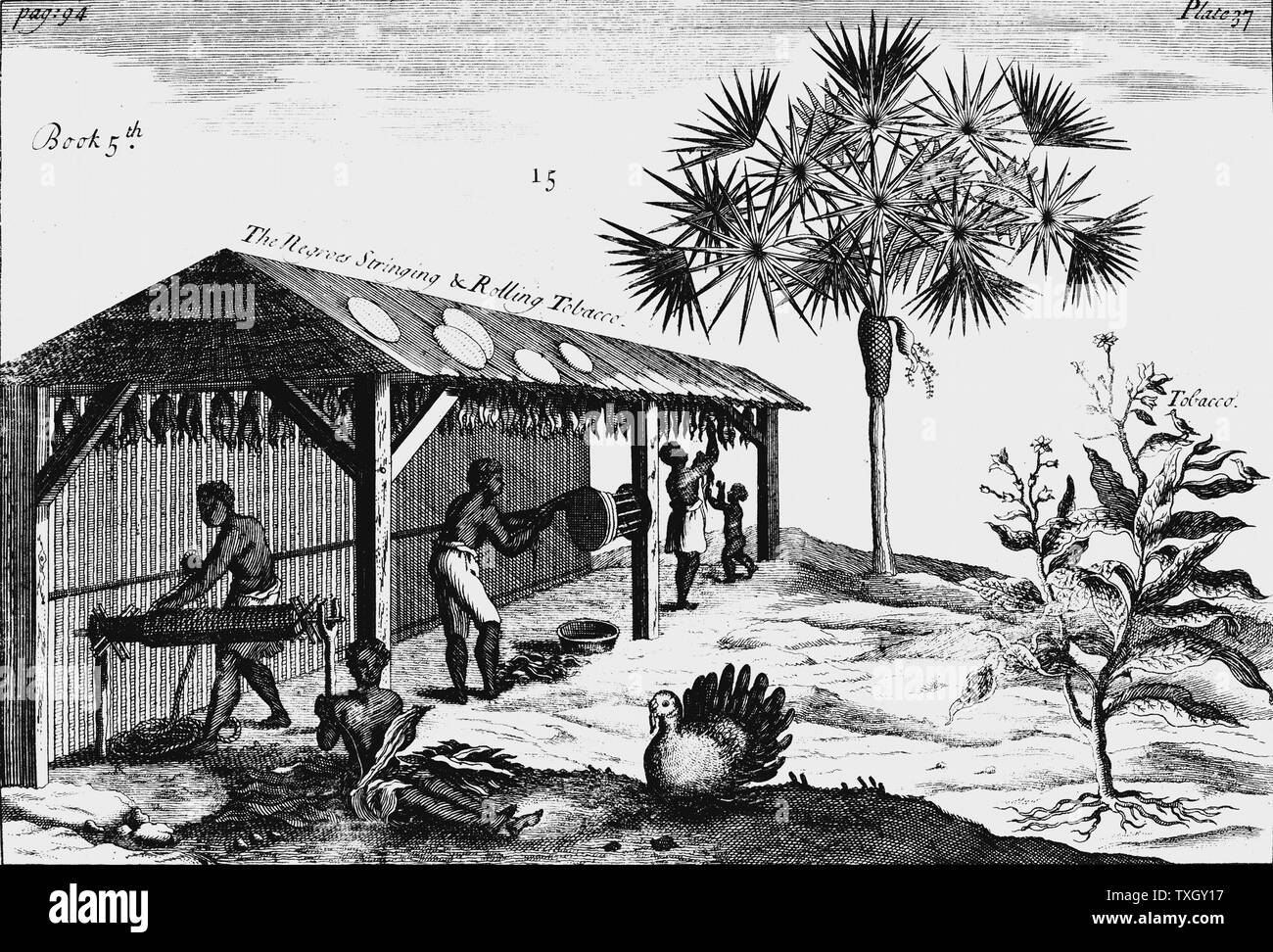 Szene auf einem amerikanischen Tabak Plantage. Von einem Pomet 'A compleat Geschichte der Drogen" London 1725. Erste ausgabe Französisch. Pomet Arzt zu Louis XIV. Mann, Frau und Kind slaves Rolling getrockneter Tabak in die Seile. Auf der rechten Seite ist Tabakpflanze (Nicotiana Firma) Gravur Stockfoto