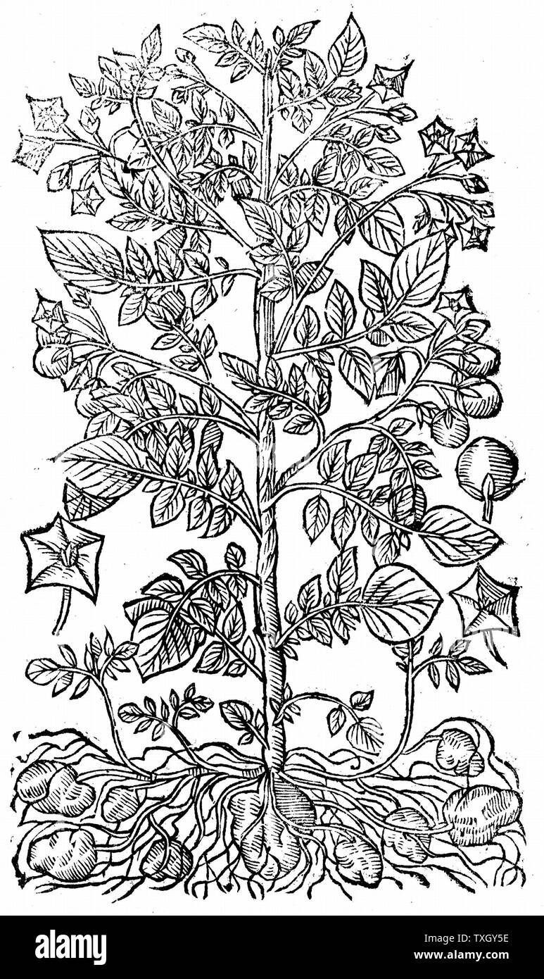 Die Kartoffel (Solanum tuberosum), in Südamerika, in Europa des 16. Jahrhunderts, Nahrungsmittelkultur bis Ende des 17. Jahrhunderts. Von John Parkinson Theatrum Botanicum" 1640 Holzschnitt, Laub, Blumen, Obst und unterirdischen Knollen London Stockfoto