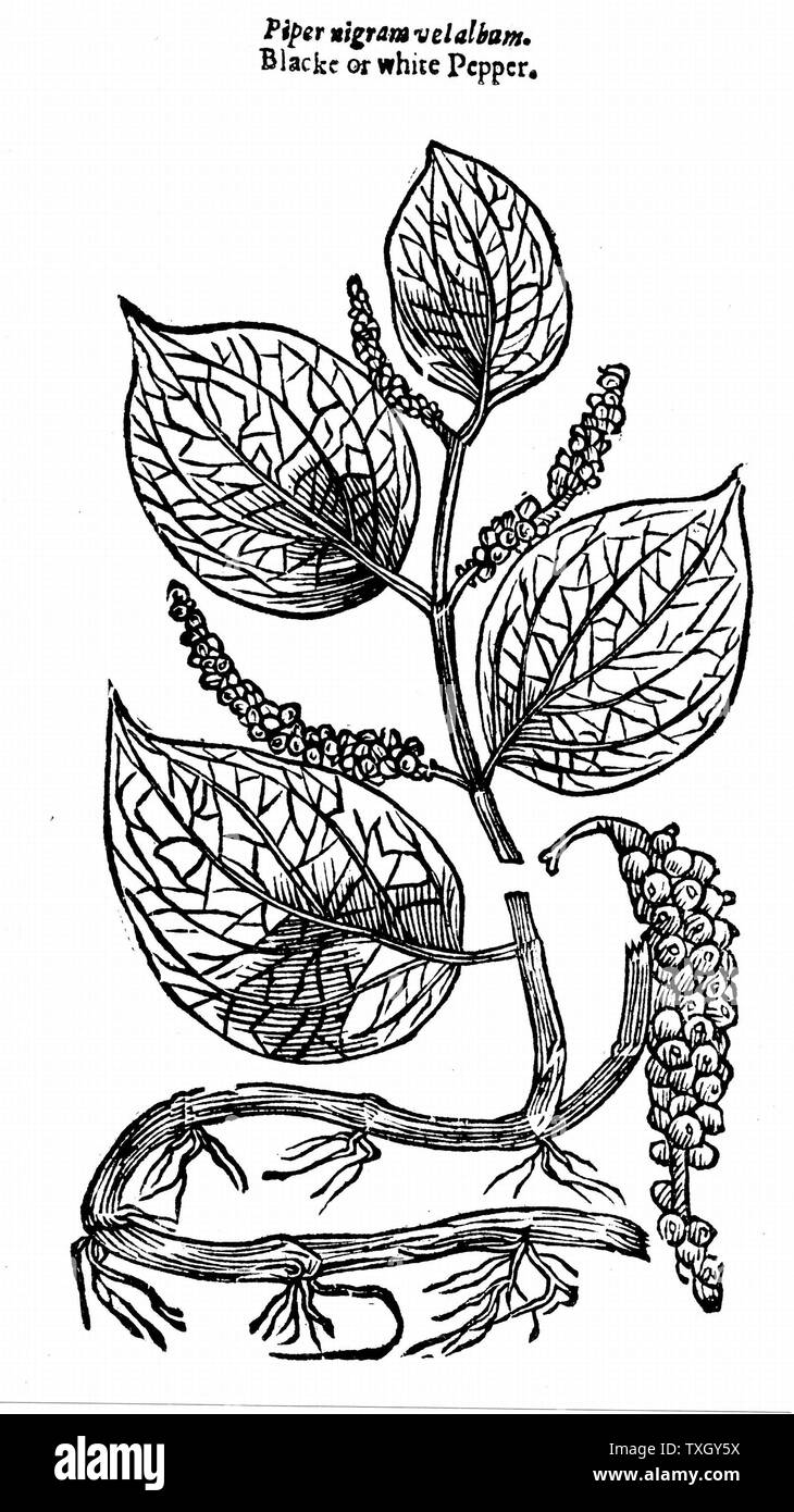 Schwarzer Pfeffer (Piper nigrum) Native an der Malabarküste Indiens. Beeren der beständigen klettern Rebe eine der frühesten bekannten Gewürze aus John Parkinson Theatrum Botanicum" 1640 Holzschnitt Stockfoto