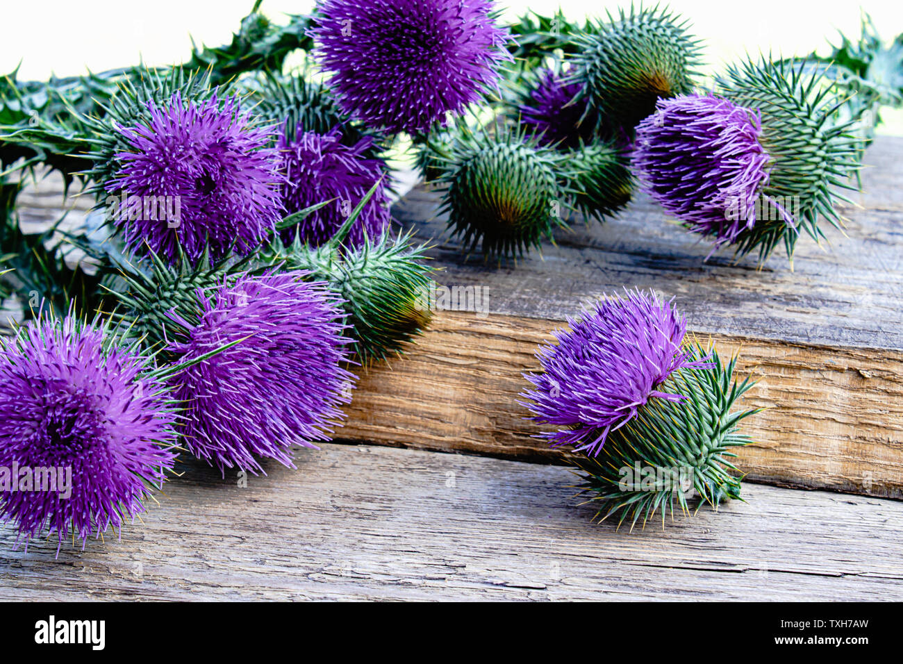 Heilpflanze Distel auf Holz- Hintergrund. Thistle Blumen. Close-up Stockfoto