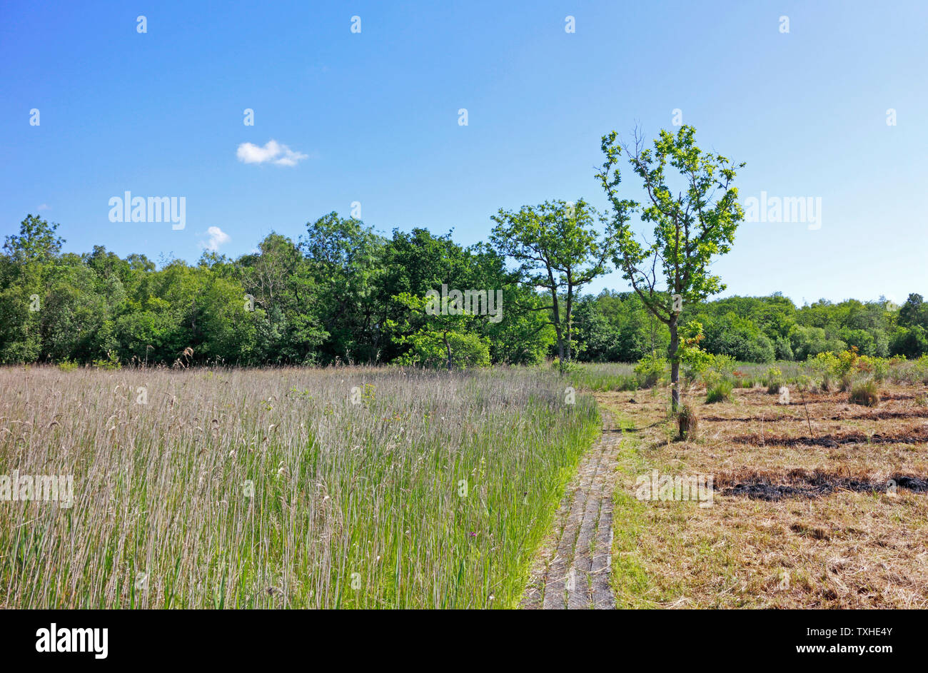 Ein Blick auf die verwalteten Naturreservat auf der Norfolk Broads am Upton, Norfolk, England, Vereinigtes Königreich, Europa. Stockfoto