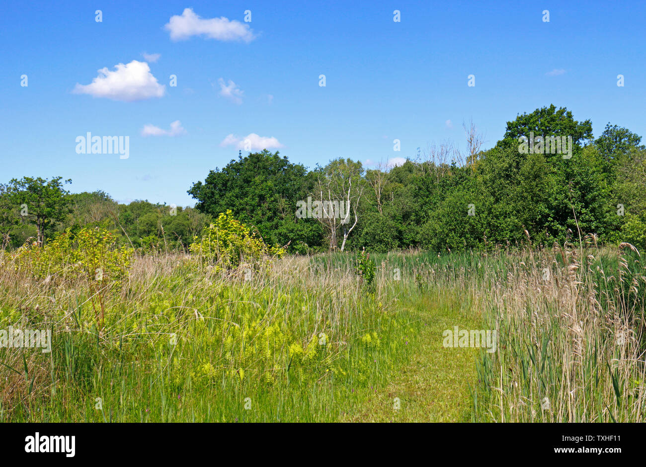 Ein Blick auf einen Fußweg durch Upton Fen Naturschutzgebiet in den Norfolk Broads am Upton, Norfolk, England, Vereinigtes Königreich, Europa. Stockfoto