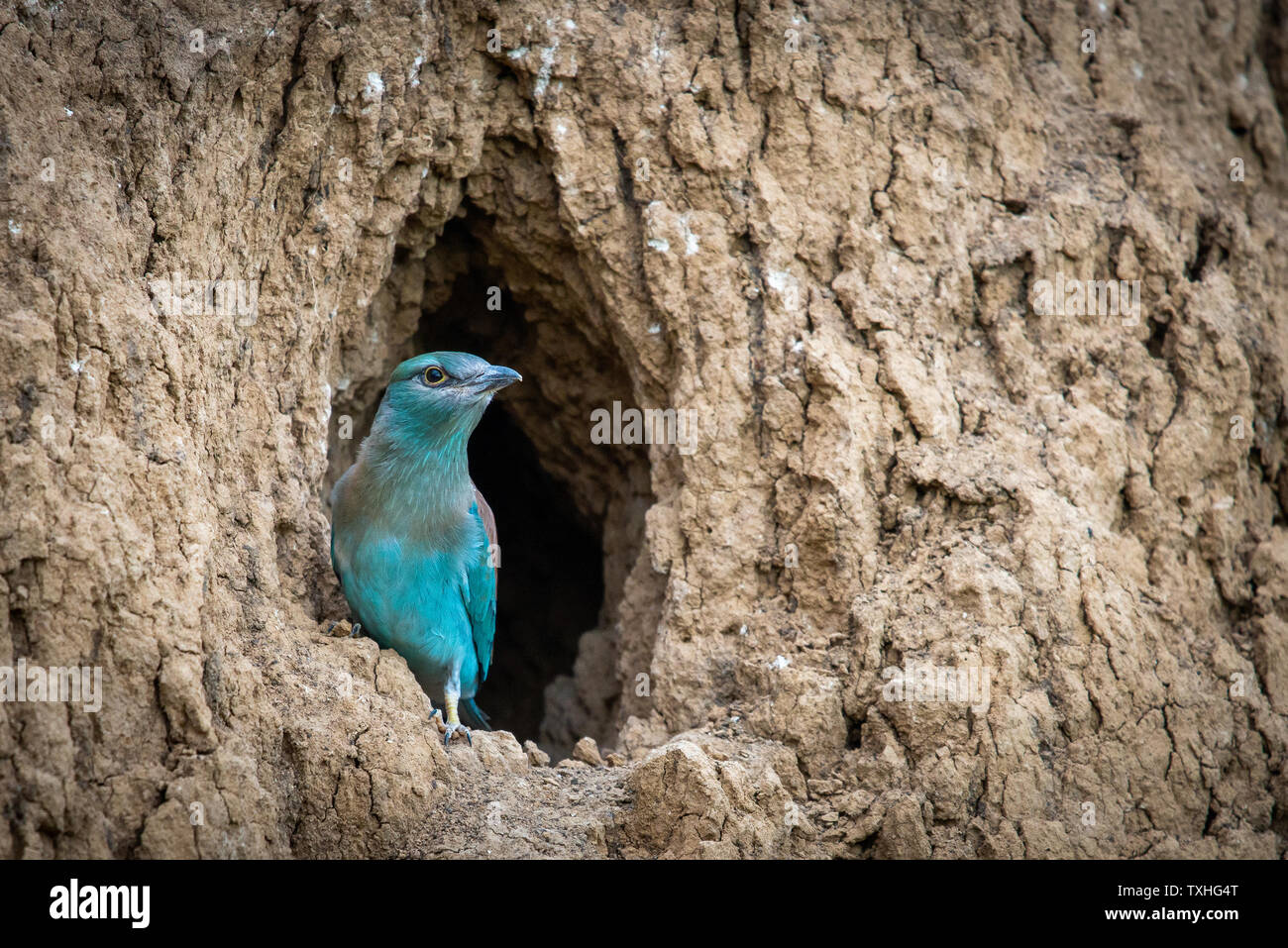 Die Europäische Rolle vogel küken bereitet aus dem Loch zu fliegen - Nest. Stockfoto