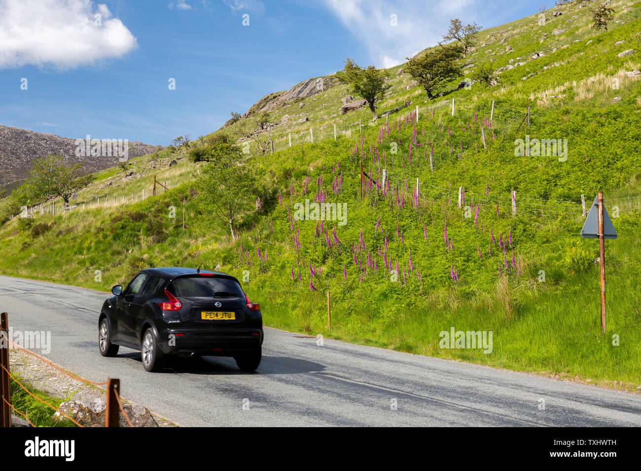 Wilder Fingerhut wächst neben der Straße durch die Nant Gwynant Tal, Snowdonia National Park, Gwynedd, Wales, Großbritannien Stockfoto