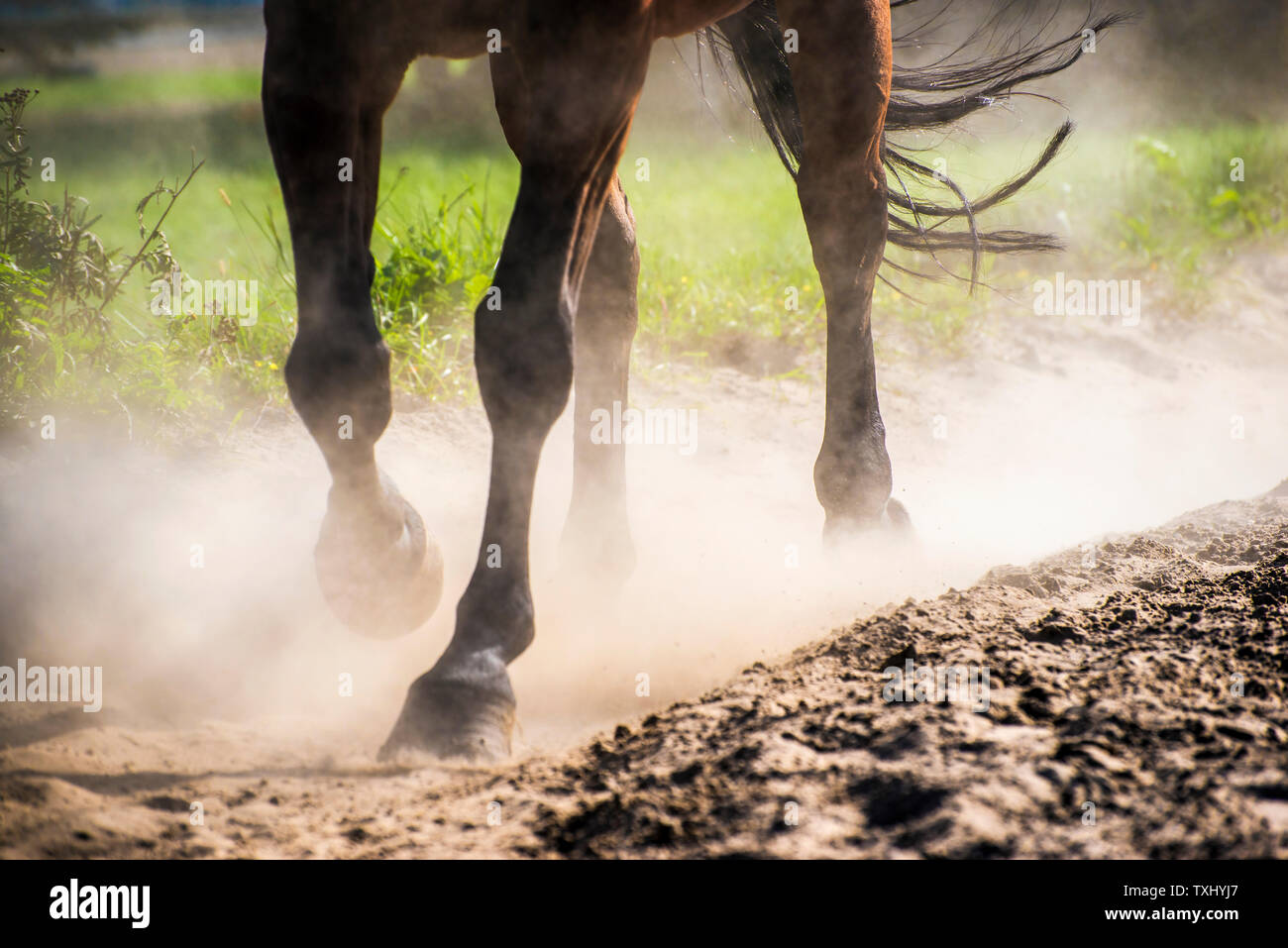 Die hufe von Walking Horse in Sand Staub. Flache Freiheitsgrad. Stockfoto