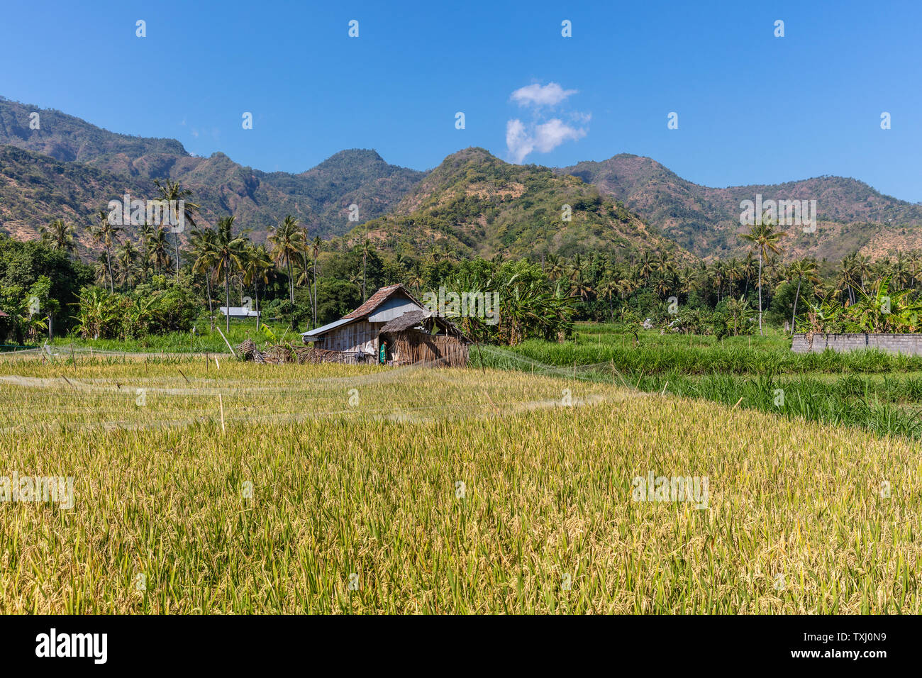 Ländliche balinesischen Landschaft mit Reisfeldern und die Berge. Amed, Karangasem, in Bali, Indonesien Stockfoto