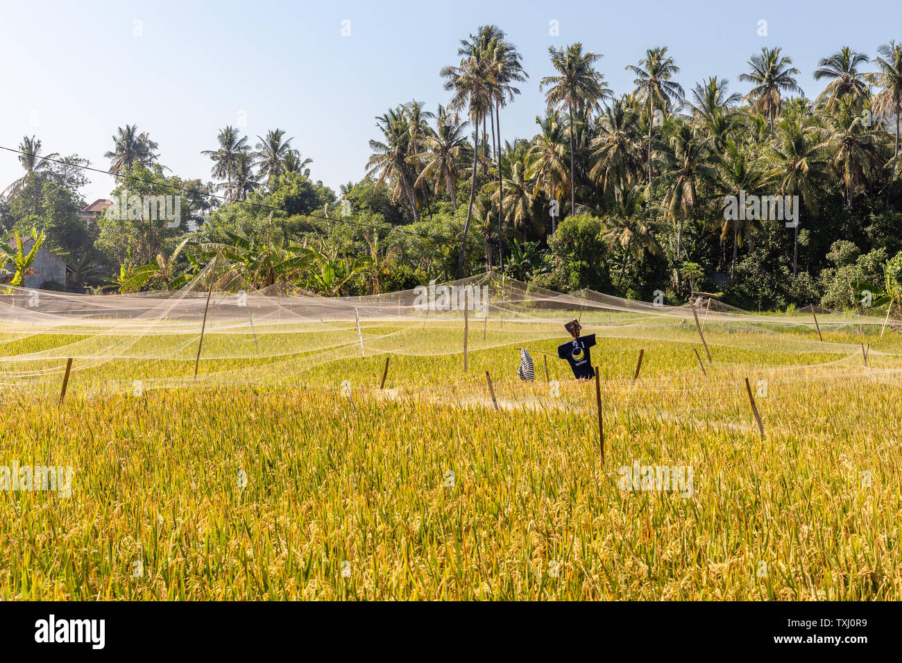 Ländliche balinesischen Landschaft mit Reisfeldern und einen Schrecken Krähe. Amed, Karangasem, in Bali, Indonesien Stockfoto