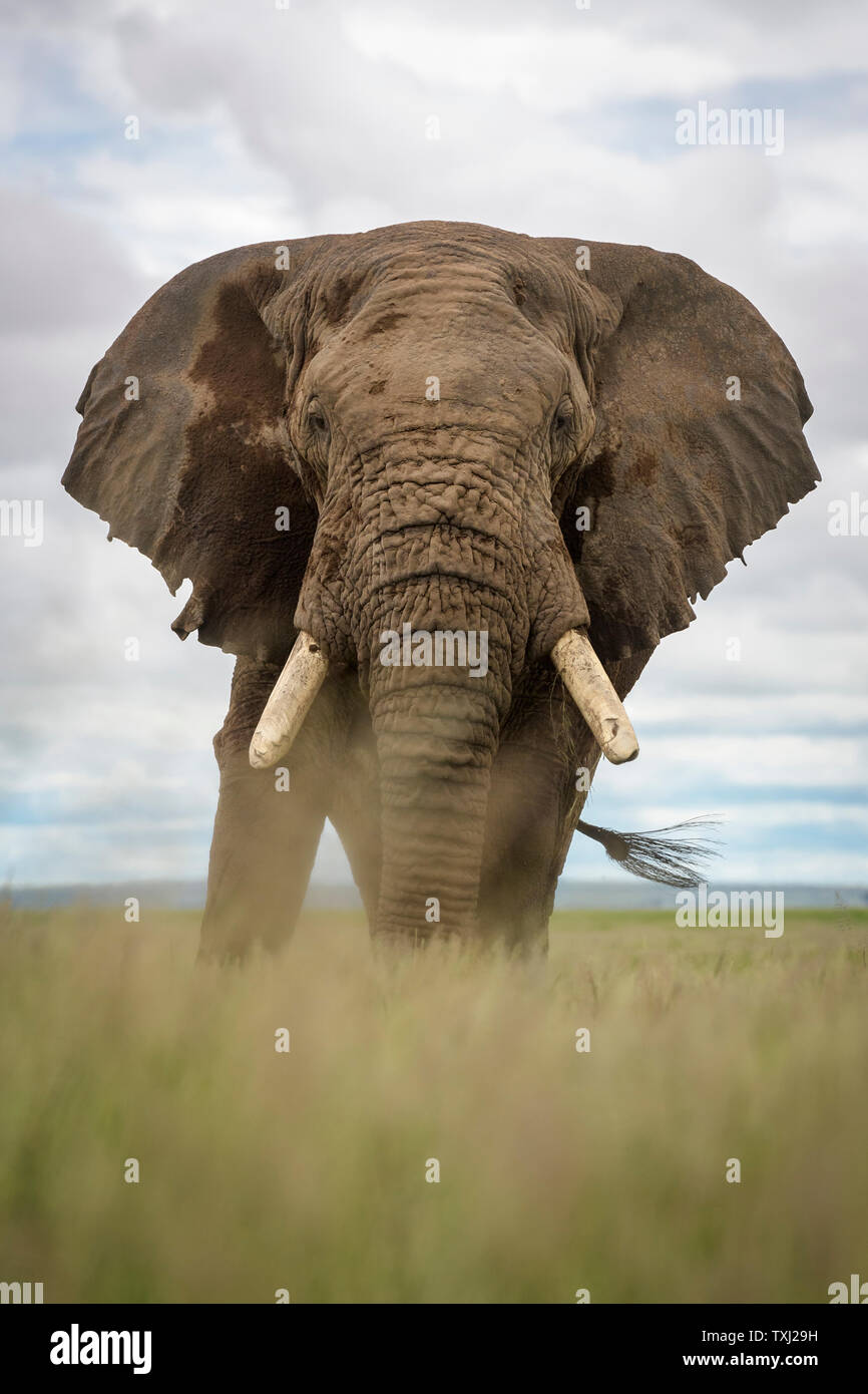 Afrikanischer Elefant (Loxodonta africana) Stier zu Fuß auf Savanne, an der Kamera suchen, Amboseli National Park, Kenia. Stockfoto