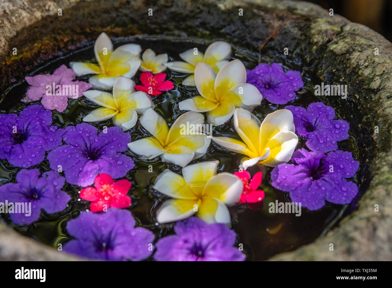 Blumen von Plumeria und mexikanischen Petunia schwimmend im Wasser in einer Schüssel aus Stein. Bali, Indonesien. Stockfoto