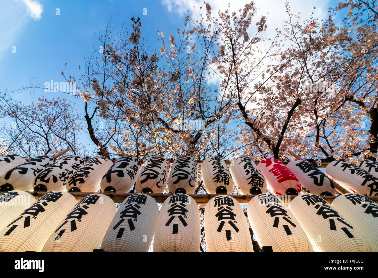 Zwei Reihen von japanischen Laternen mit Kirschblüten shot suchen Stockfoto