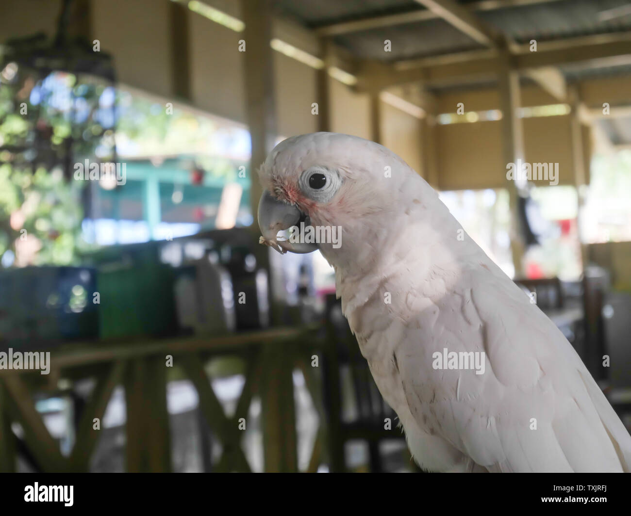 Papageien, Papageien in Farm. Weiß ara Papagei, Papagei, ist ein Haustier  Stockfotografie - Alamy