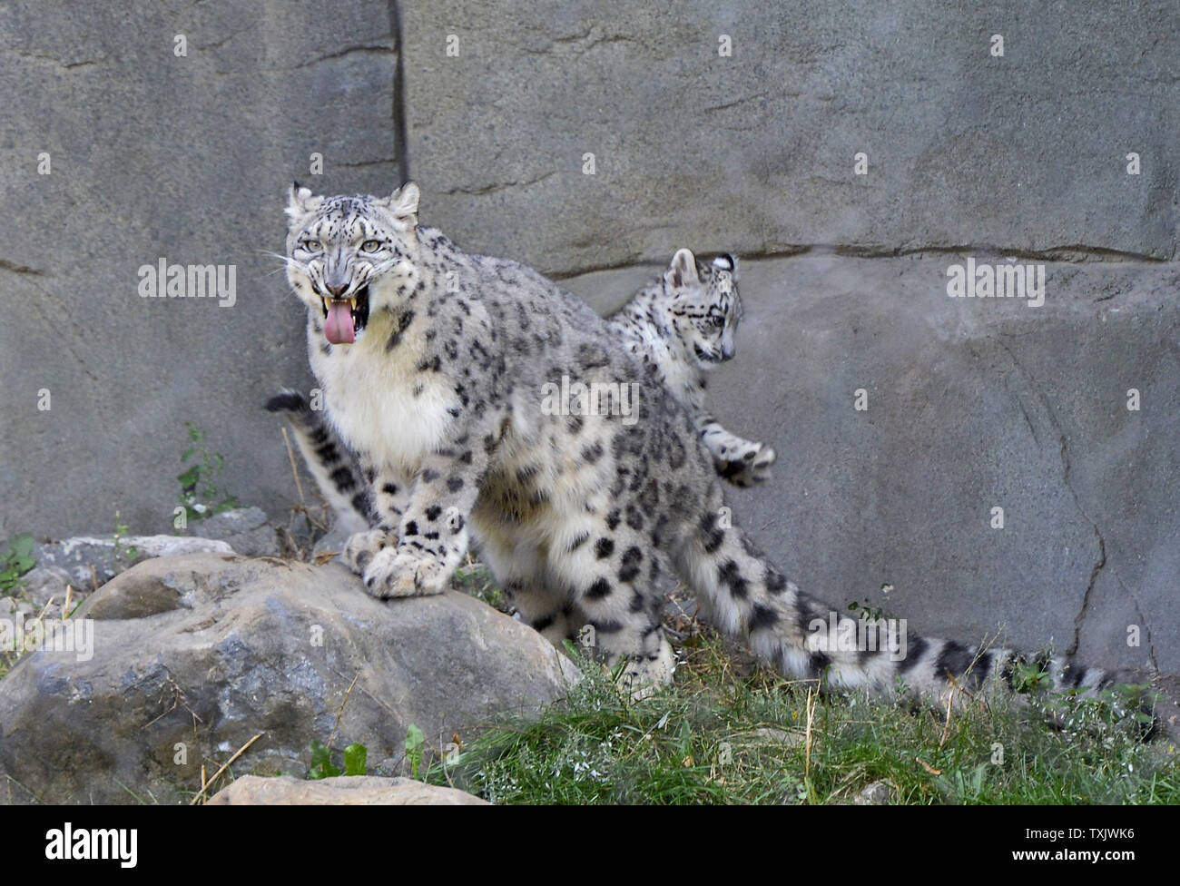 Ein drei Monate altes Baby snow leopard Cub (R) steht spielt mit seiner Mutter Sarani, 3, wie er in der Öffentlichkeit sein Debüt in Brookfield Zoo macht, außerhalb von Chicago, in Brookfield, Illinois am 18. September 2013. Die jungen Mutter mate Sabu, 3, waren zusammen auf der Grundlage einer Empfehlung der Vereinigung von Zoos und Aquarien "Snow Leopard das Überleben von Arten Plan gekoppelt. Der Snow Leopard Trust, einer führenden Organisation für die Erhaltung der Snow Leopard, schätzt, dass zwischen 3500 und 7000 dieser vom Aussterben bedrohten Katzen in der freien Wildbahn leben. UPI/Brian Kersey Stockfoto