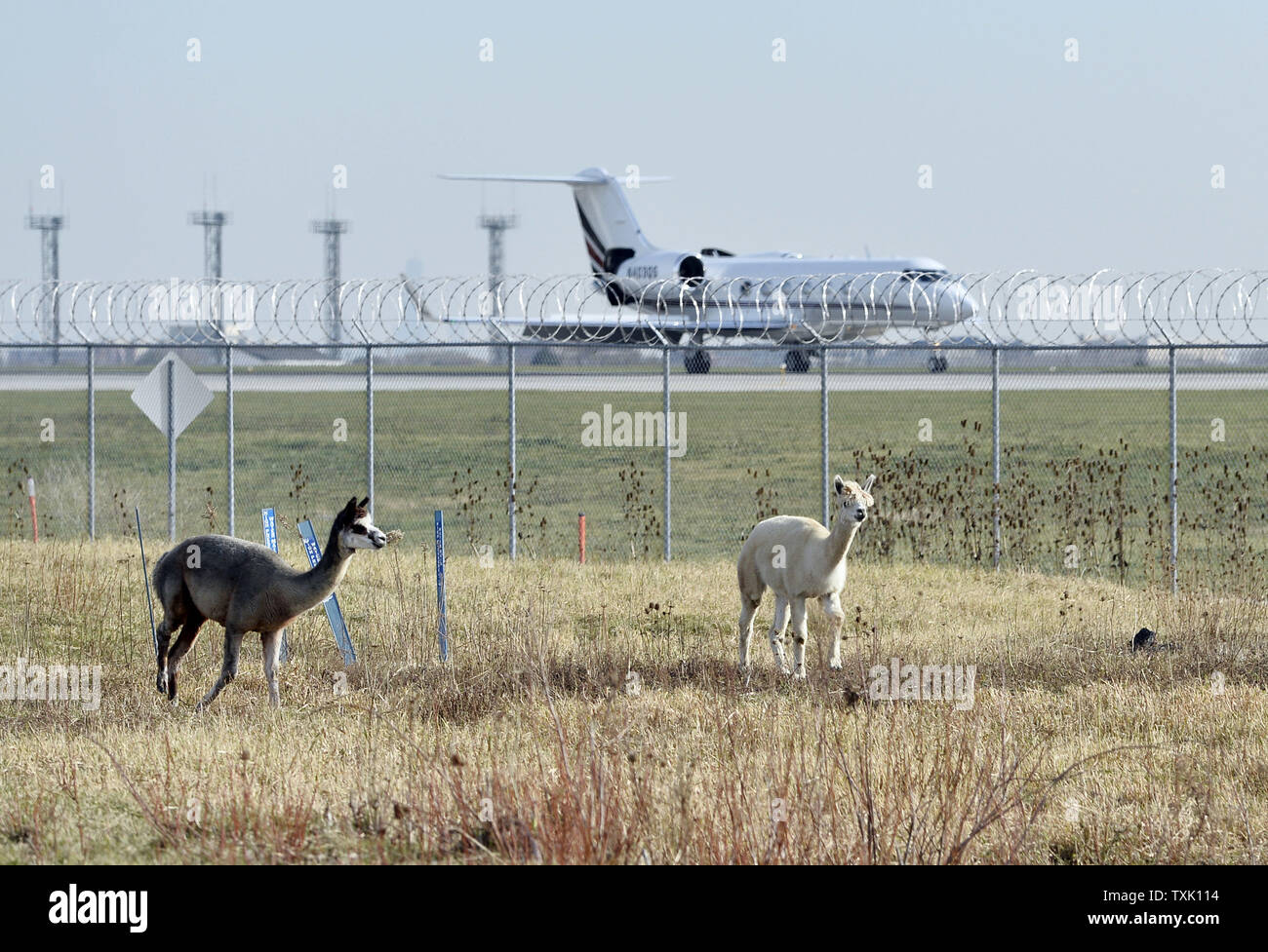 Alpakas weiden wie ein Flugzeug landet auf dem Flughafen O'Hare International Airport am 5. November 2014 in Chicago. O'Hare's Herde von Ziegen, Schafe, Lamas, Alpakas und Eseln pflegen remote Abschnitte der Flughafen, die nur schwer mit konventionellen mähen Gerät zugreifen und sind Teil einer Reihe von grünen Initiativen am Flughafen durchgeführt. UPI/Brian Kersey Stockfoto