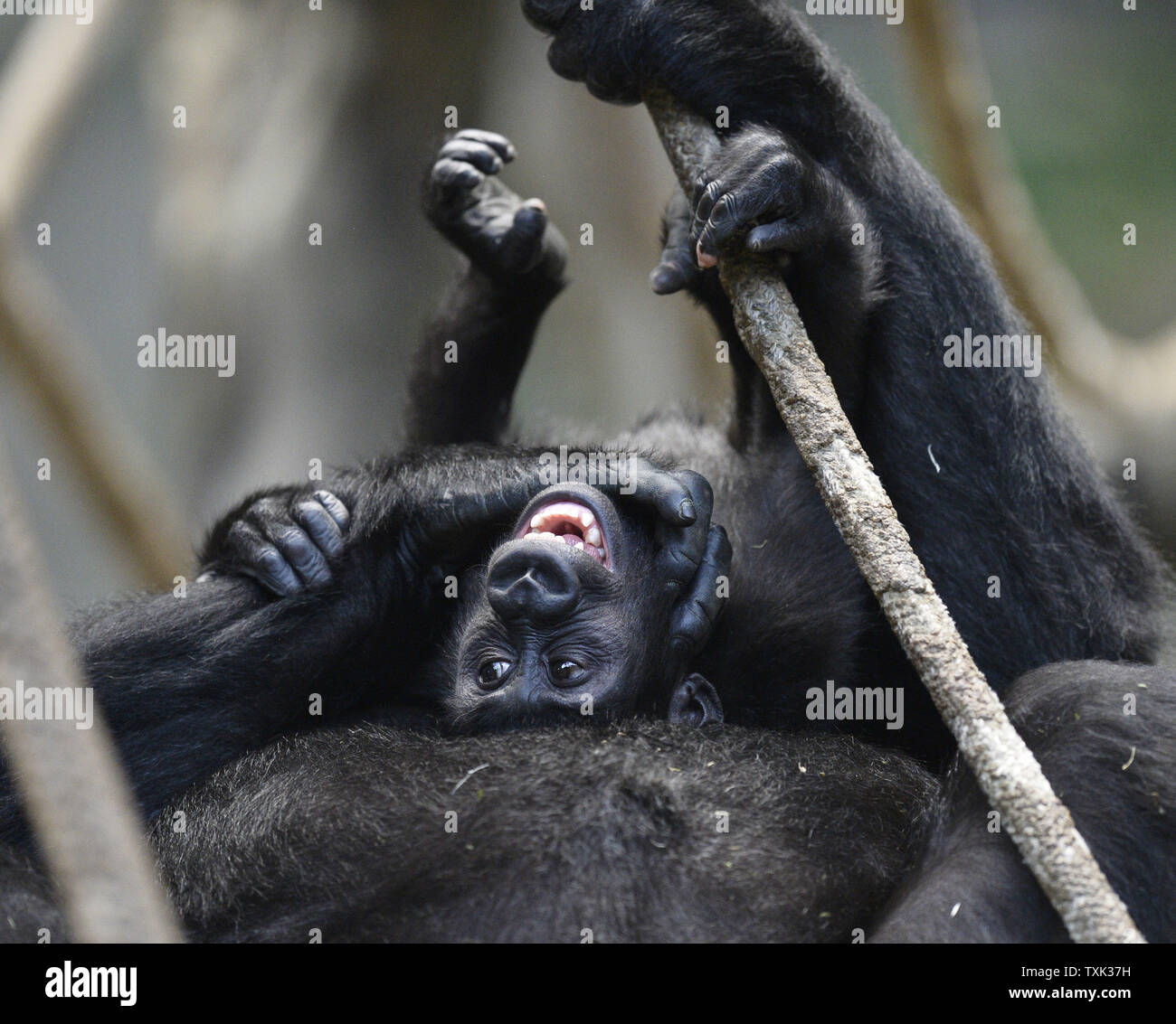 Nora, ein fast zwei Jahre alter Jugendlicher westlichen Flachlandgorilla, spielt mit ihrer Mutter in der Koola Brookfield Zoo Tropic Welt: Afrika Lebensraum am 7. Oktober 2015 in Brookfield, Illinois. Nora, die im Zoo geboren wurde, ist Teil eines 4-generation Gruppe. Westliche Flachlandgorillas sind kritisch vor allem durch die kommerzielle Jagd für den Handel mit Buschfleisch bedrohten, Krankheiten wie Ebola virus, sowie die illegalen Haustierhandel und die Zerstörung der Lebensräume von Logging. Foto von Brian Kersey/UPI Stockfoto