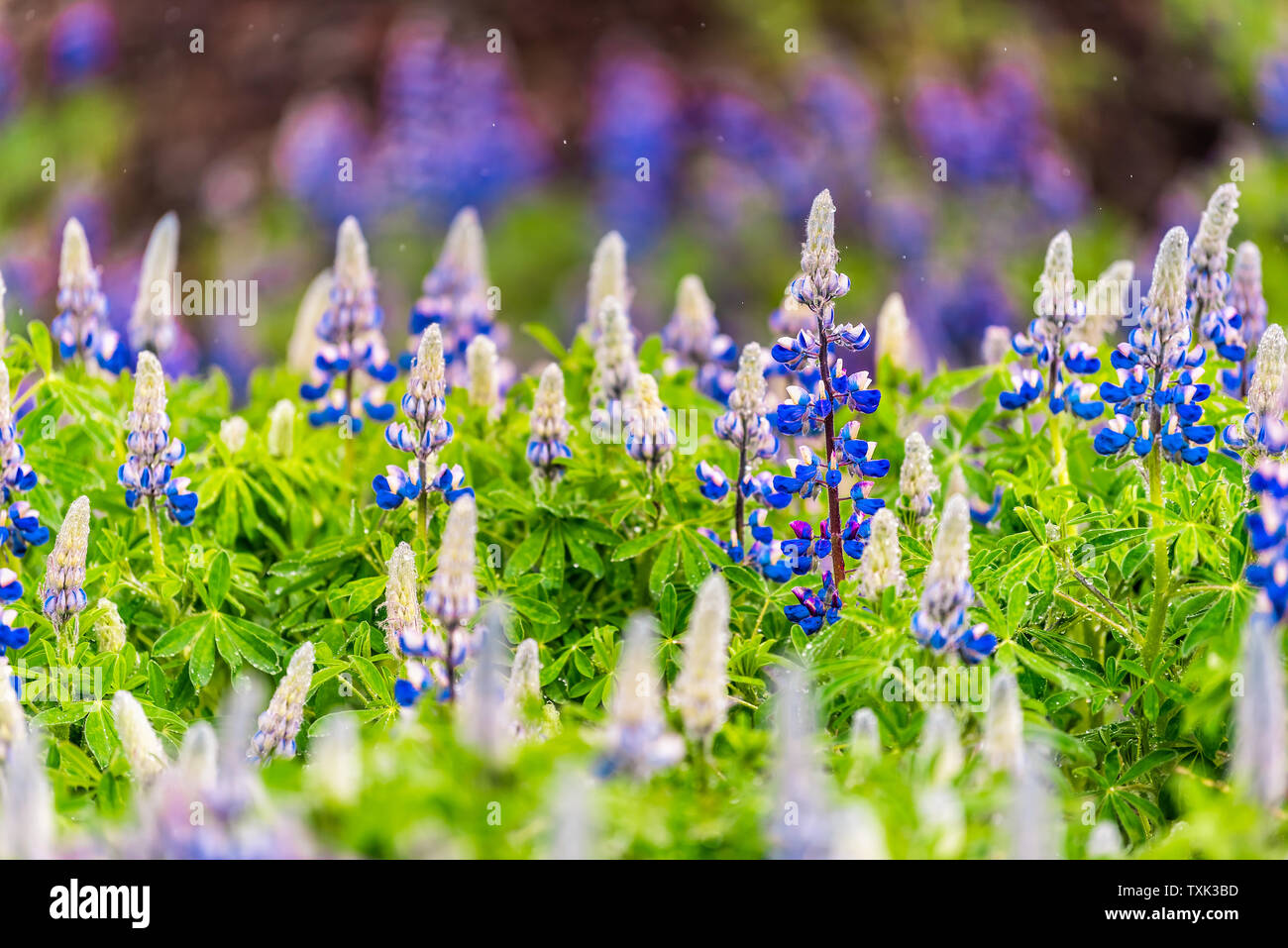 Bunte lebendige pulsierende Blaue Lupine Blumen in Island mit Regen verschwommenen Hintergrund bokeh Blüten während des Tages Stockfoto