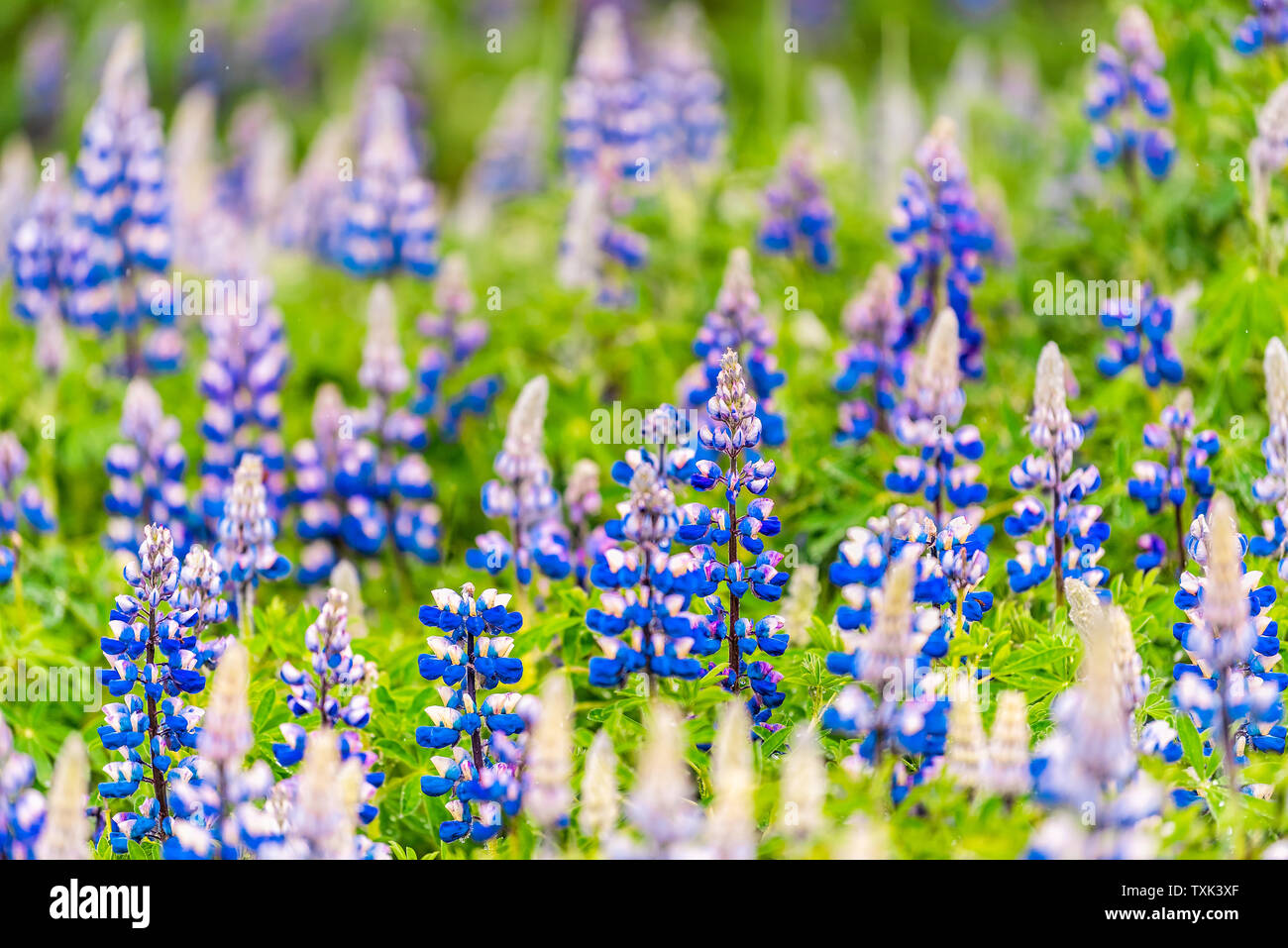 Bunt leuchtende Blaue Lupine Blumen in Island mit verschwommen unscharfen Hintergrund bokeh Blüten während des Tages Stockfoto