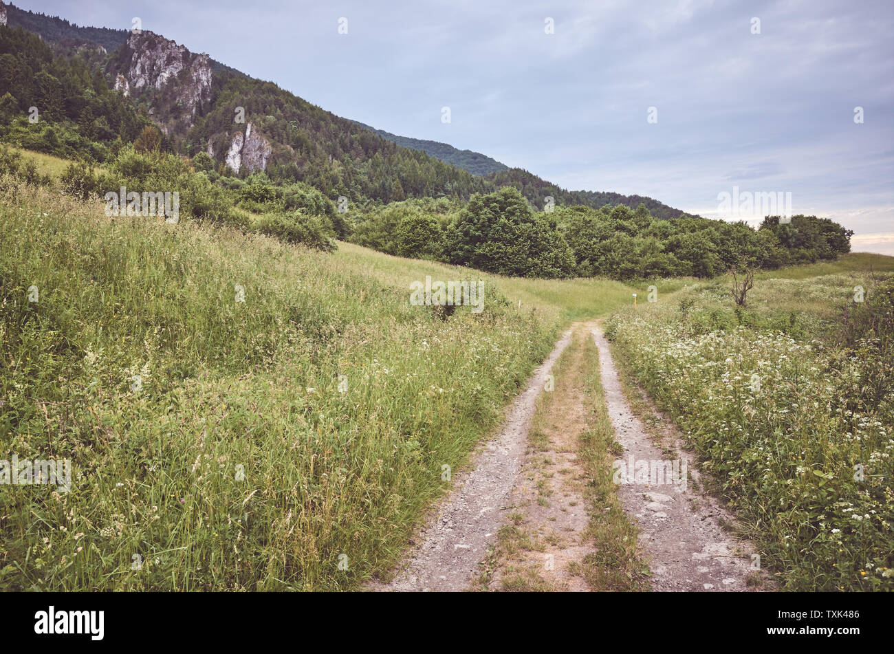 Pfad in Mala Fatra Nationalpark an einem bewölkten Tag, Farbe Tonen angewendet, Slowakei. Stockfoto