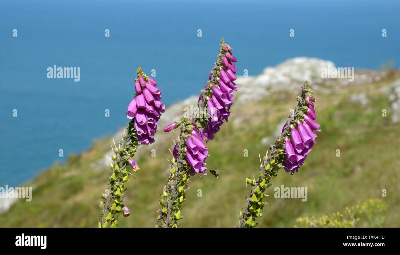 Bee Pollen sammeln, auf wilde Fingerhut Blumen. Stockfoto