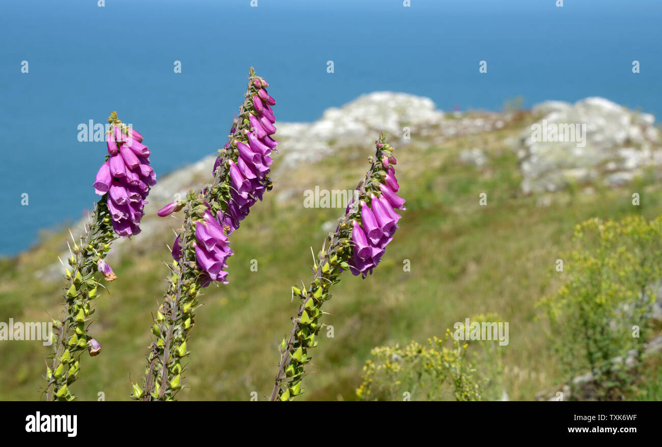 Bee Pollen sammeln, auf wilde Fingerhut Blumen. Stockfoto