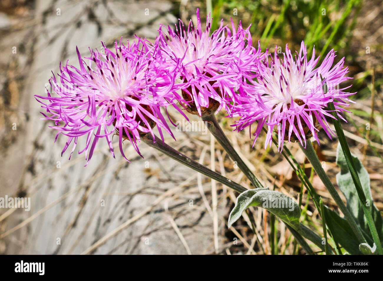 Wild lila Blumen - kornblume (Centaurea pulcherrima). Nützliche Zier- und Heilpflanze Stockfotografie