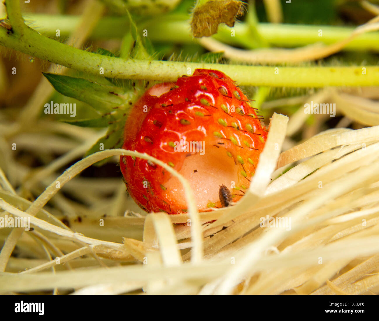 Asseln essen Erdbeere 'Cambridge' bis auf Stroh angehoben. Stockfoto