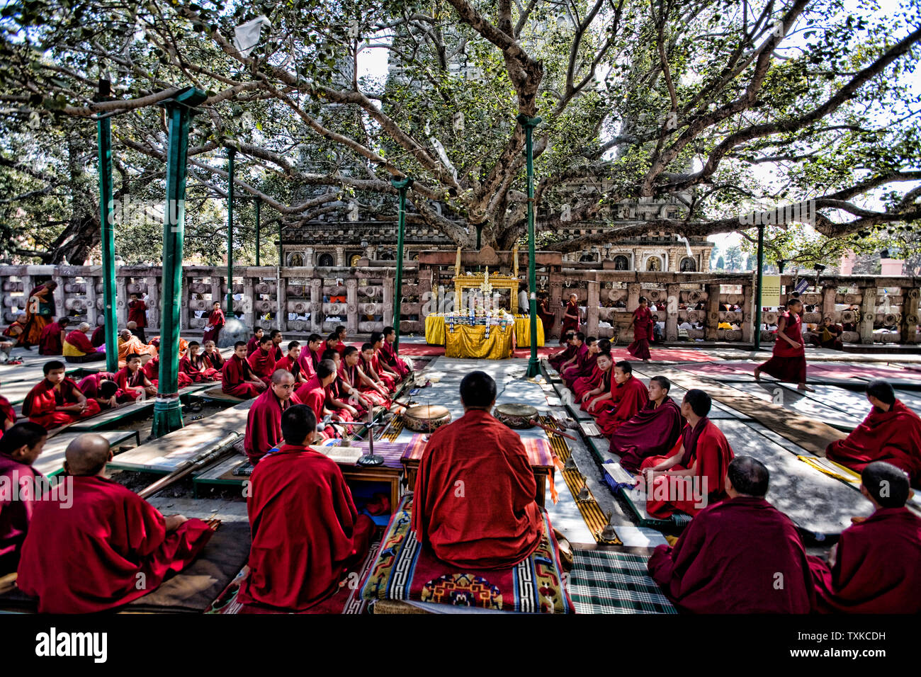 Tibetische Mönche unter dem Bodhi-Baum, wo Shakyamuni Erleuchtung, Mahabodhi Tempel, Bodhgaya, Bihar, Indien. Stockfoto