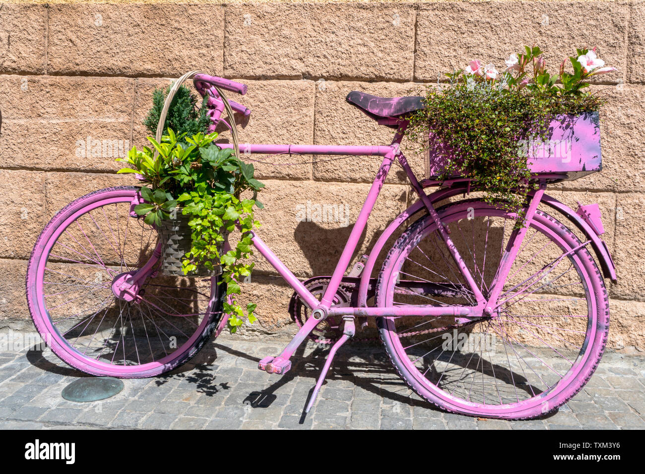 Eine horizontale Ansicht einer alten Fahrrad spray pink lackiert und mit Topfpflanzen und Efeu bedeckt Stockfoto