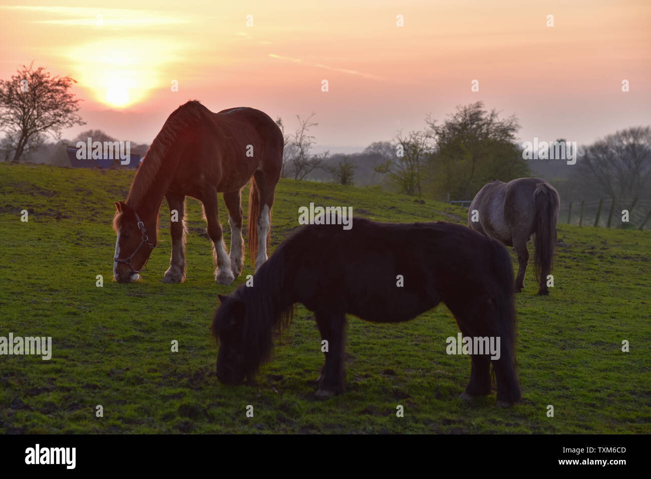 Pferde bei Sonnenuntergang Stockfoto