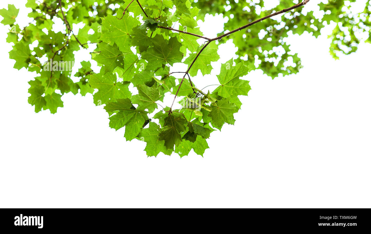 Natürlichen grünen Zweig der Feld Ahorn auf weißem Hintergrund Stockfoto