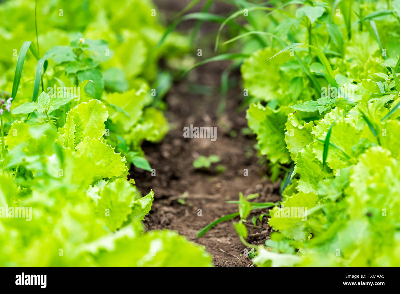 Nahaufnahme des grünen Salatblätter auf dem Boden im Sommer Garten Gemüse im Boden in der Ukraine wächst Stockfoto