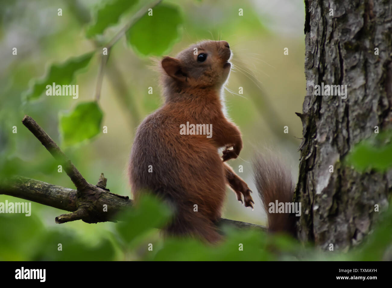 Rote Eichhörnchen im Wald (Pinien). Stockfoto