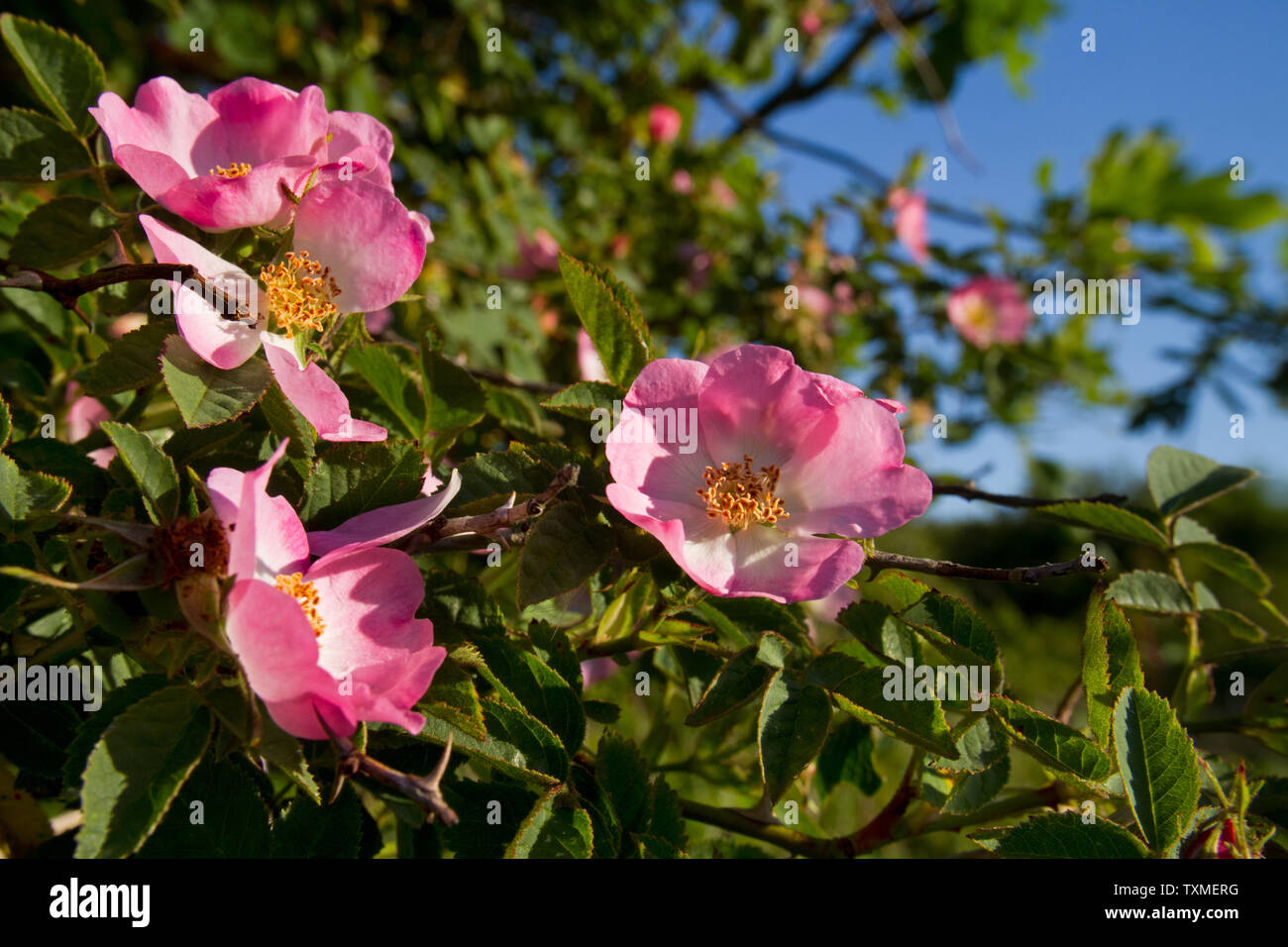 Blumen von Sweet Briar oder Eglantine, Rosa rubiginosa, eine wilde Rose Stockfoto